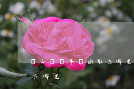 寶山車輛年檢逾期去哪里罰款(寶山車輛年檢在哪里)