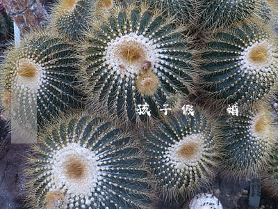 寶蓮為孩子假離婚(寶蓮為孩子假離婚)