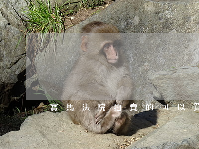 寶馬法院拍賣的可以買嗎