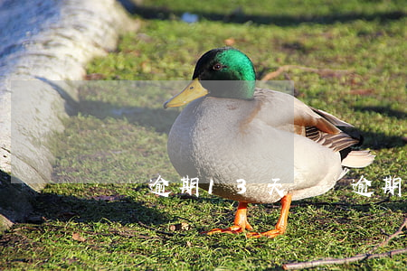 寶馬逾期13天(寶馬逾期13天)