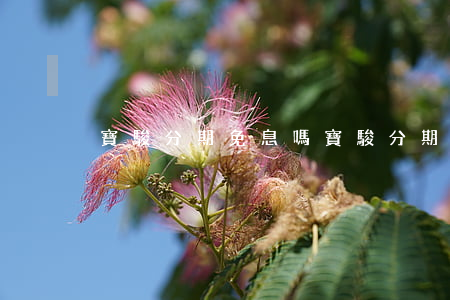 寶駿分期免息嗎 寶駿分期付款詳細(xì)