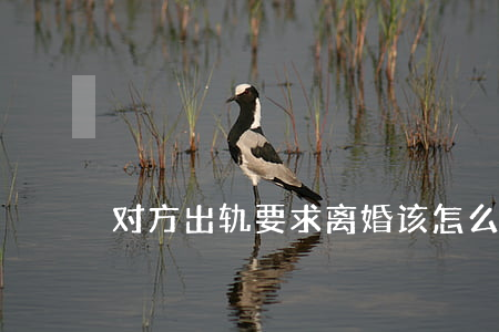 对方出轨要求离婚该怎么办