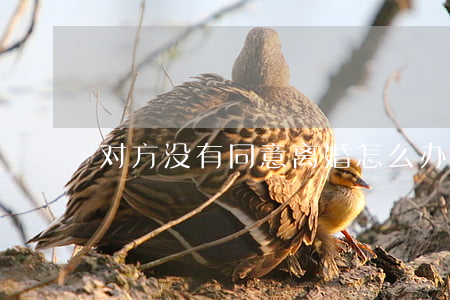 对方没有同意离婚怎么办