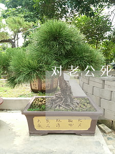 对老公死心要离婚的话(老公绝情离婚的心理)