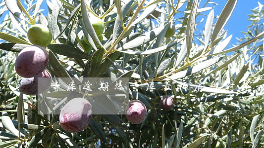 寺库逾期爆(寺库最新消息讨论)
