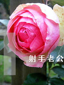 射手老公要離婚我不想離該怎么辦