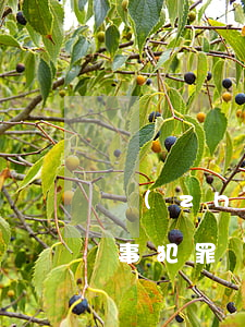 專(zhuān)業(yè)刑事案律師(刑事犯罪專(zhuān)業(yè)律師)