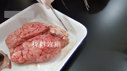 專利有效期
