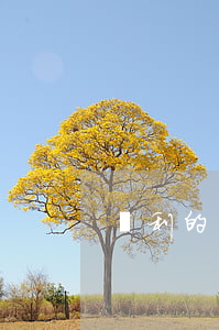 專利的駁回復(fù)審要多長時間