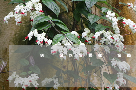 專利許可以后要在國家局備案嗎