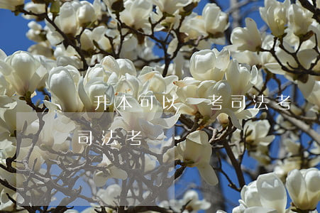 專升本可以報考司法考試嗎(專升本可以報考司法考試嗎)