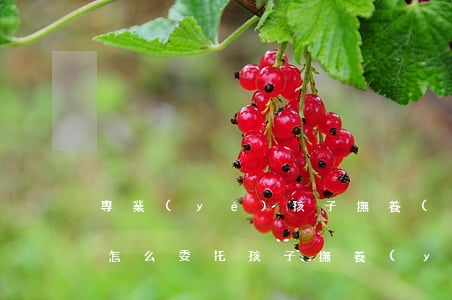 專業(yè)孩子撫養(yǎng)案律師怎么委托(孩子撫養(yǎng)律師大概要多少錢)