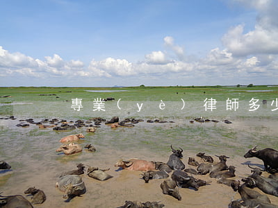 專業(yè)律師多少錢(律師一般要多少錢)