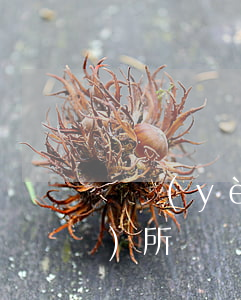 專業(yè)離婚律師(離婚律師事務(wù)所)