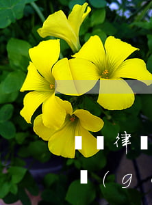 專職律師和執(zhí)業(yè)律師哪個(gè)好(什么是執(zhí)業(yè)律師)