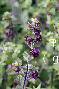 專職律師和執(zhí)業(yè)律師哪個(gè)能力強(qiáng)(專職律師工資高嗎)