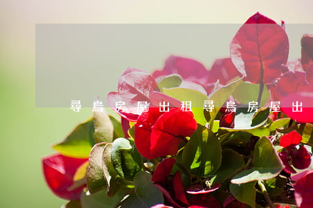 尋烏房屋出租(尋烏房屋出租一房一廳)
