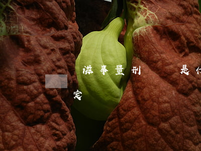 尋釁滋事量刑標準是什么（尋釁滋事罪的司法認定）
