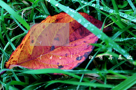 對(duì)公有房屋法院可以拍賣嗎