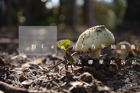 對(duì)方不給撫養(yǎng)費(fèi)去哪里起訴(起訴撫養(yǎng)費(fèi)對(duì)方不給怎么辦)