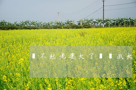 對不起老婆 欠了網貸(我欠了網貸)