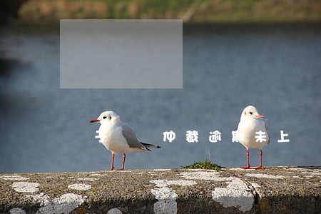 對于勞動仲裁逾期未上訴如何補(bǔ)救