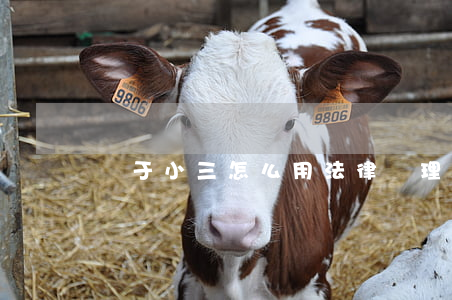 對于小三怎么用法律處理(對小三的處理方法)