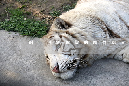 對于無證駕駛的處罰都有哪些？