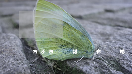 對方不去領離婚證(沒有領結婚證離婚怎么離)