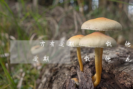 對方有逾期記錄還能幫他還花唄嗎-對方有逾期記錄還能幫他還花唄嗎怎么辦