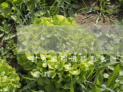 對方逾期還款怎么辦(正常還款顯示逾期怎么處理)