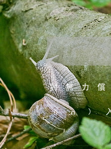 對無力償還的商業(yè)匯票轉(zhuǎn)入