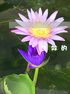 對生效的調(diào)解書不服怎么辦
