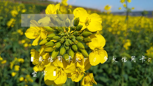對象信用卡欠50多(欠信用卡50萬不還會坐牢嗎)