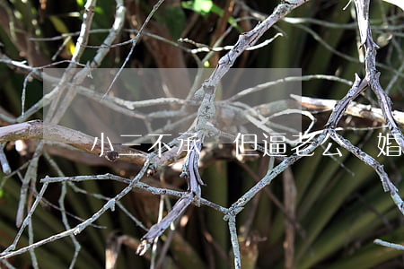 小三不承認但逼老公離婚怎么辦