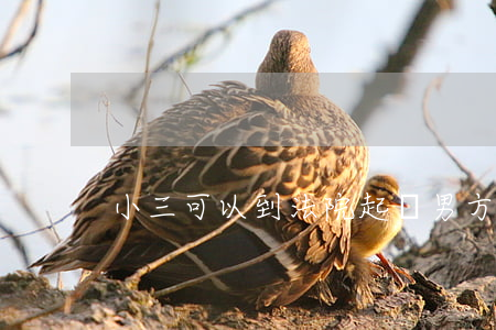 小三可以到法院起訴男方嗎(能起訴小三嗎)