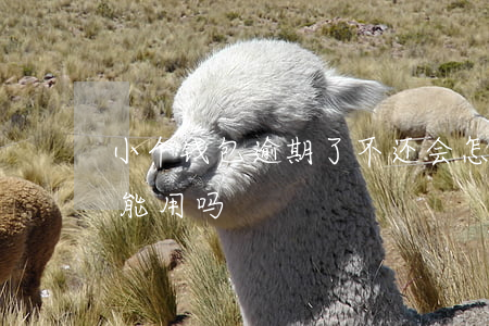 小个钱包逾期了不还会怎么样（好钱包逾期还能用吗）