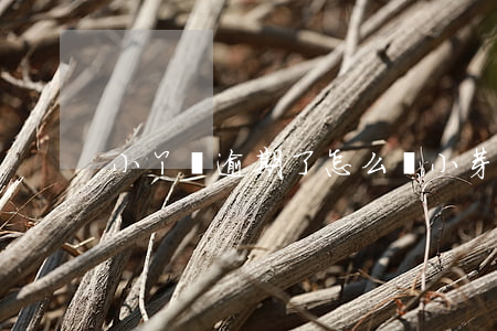 小丫貸逾期了怎么辦(小芽貸下款了)