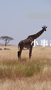 小事故逃逸是不是全責(zé)