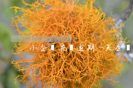 小企鵝花錢逾期一天 企鵝花錢逾期怎么辦