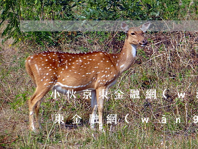 小伙京東金融網(wǎng)貸逾期(小伙京東金融網(wǎng)貸逾期)