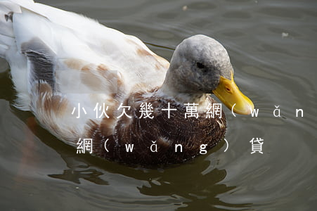 小伙欠幾十萬網(wǎng)貸(欠了幾十萬網(wǎng)貸)