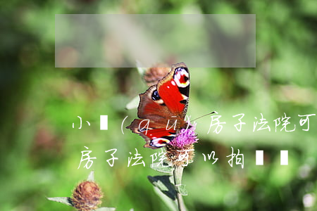 小區(qū)房子法院可以拍賣嗎(有糾紛的房子法院可以拍賣嗎)
