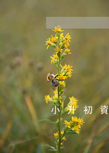 小升初資料，小升初資料推薦