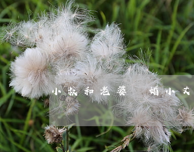 小叔和老婆離婚(小丈夫后面離婚了嗎)