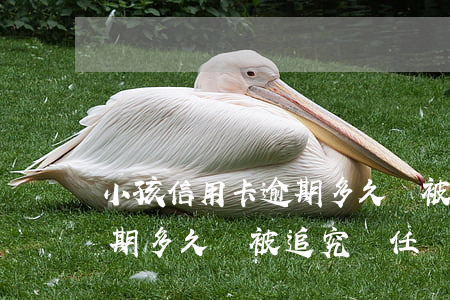 小孩信用卡逾期多久會被追究(小孩信用卡逾期多久會被追究責任)