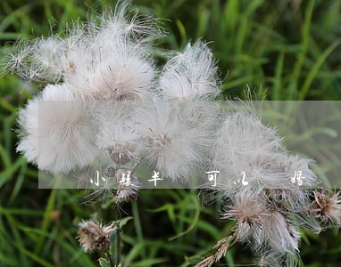 小孩半歲可以離婚嗎