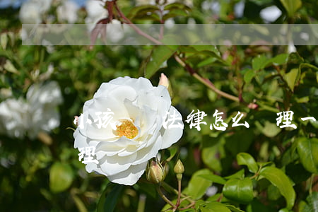 小孩盜竊法律怎么處理(一般盜竊行為怎么處理)