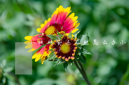 小孩网贷还不起怎么办(小孩网贷欠款怎么办)