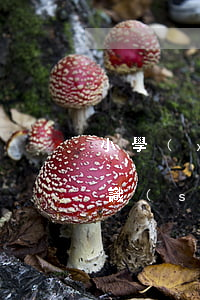 小學(xué)教育法律法規(guī)知識(shí)歸納(小學(xué)生法律小常識(shí)大全)